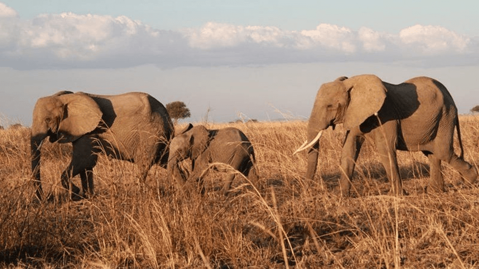 Africa's Sovereign Management of Natural Resources: A Case Study of Namibia in Drought Response