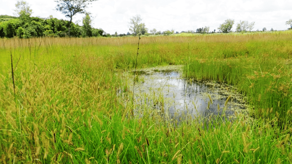 Wetlands: Earth's Unsung Heroes in the Fight Against Climate Change