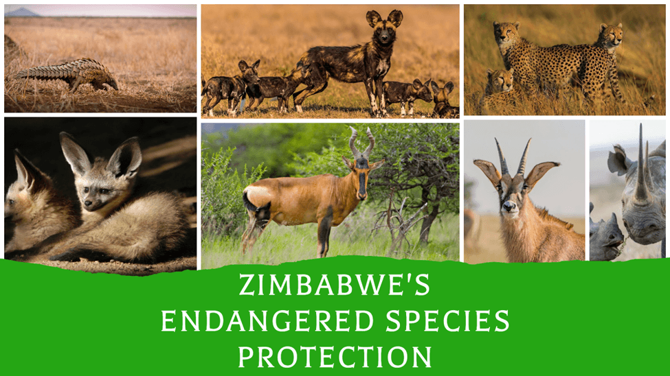 Protecting Zimbabwe's Biodiversity: A Focus on Specially Protected Species