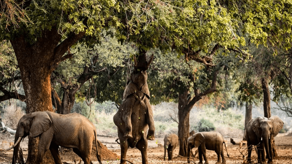 Balancing Conservation and Crisis: Zimbabwe's Plan to Cull 200 Elephants