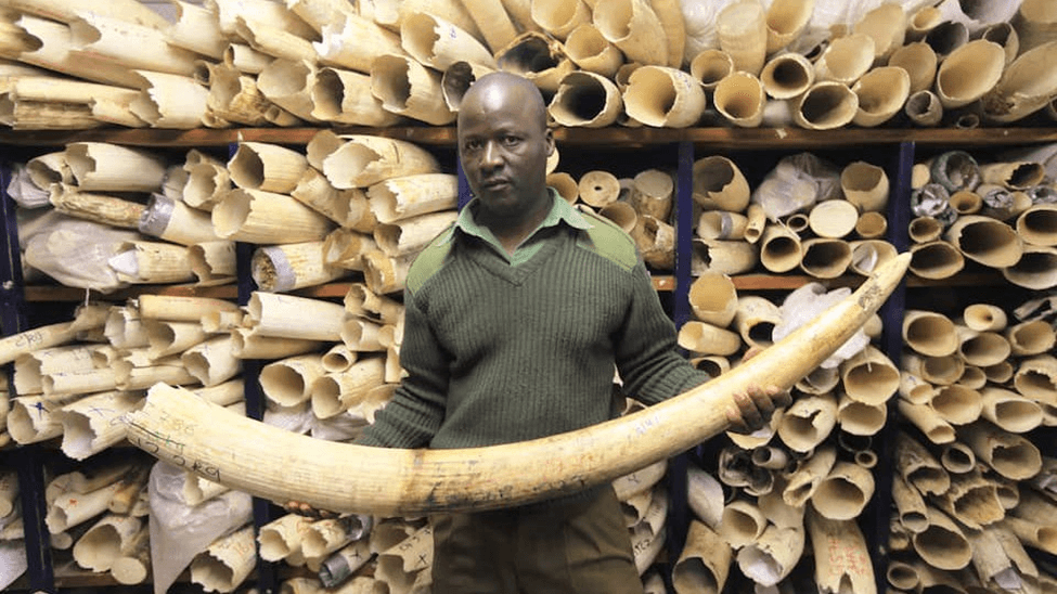 From Ban to Burden: Zimbabwe's Ivory Stockpile and the CITES Framework