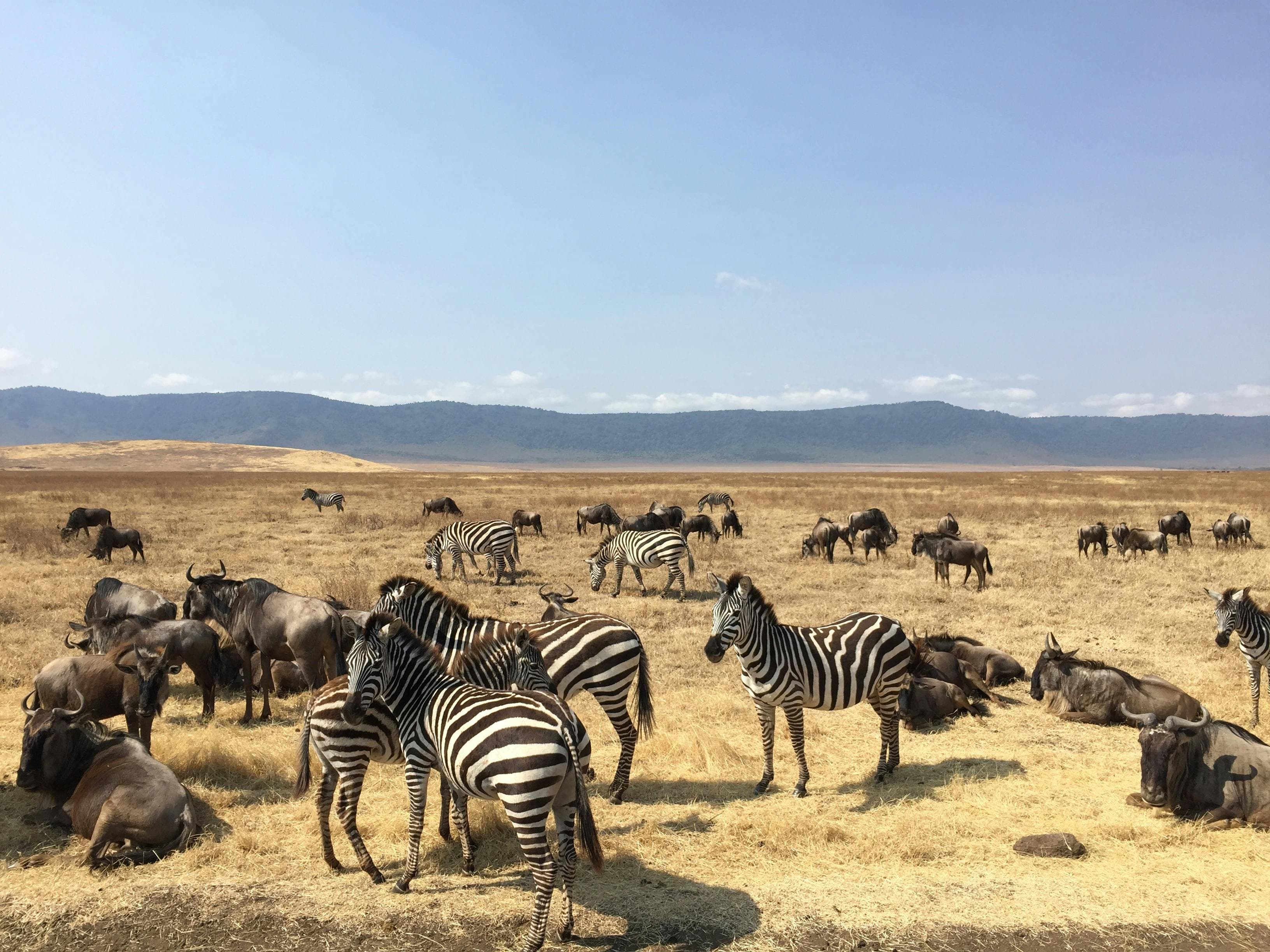 Nature's New Currency: Could 'Biodiversity Credits' Save Africa's Wildlife?